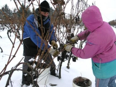 Ledena berba Podruma Belja