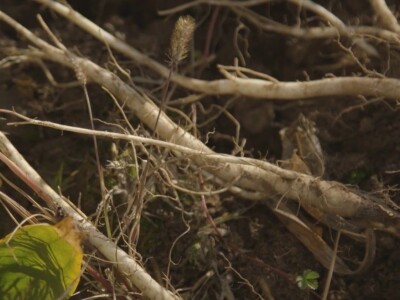 Lekovita biljka lincura