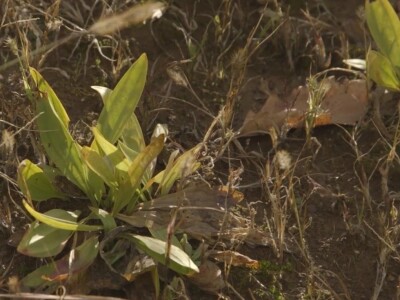 Lekovita biljka lincura