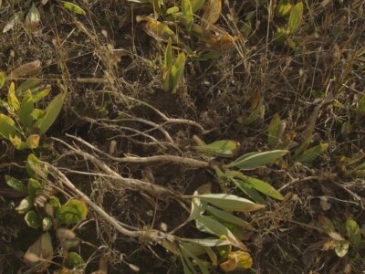 Lekovita biljka lincura