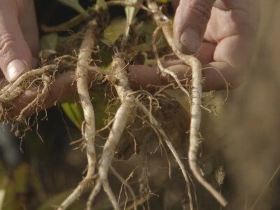 Lekovita biljka lincura