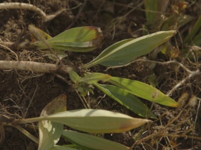 Lekovita biljka lincura