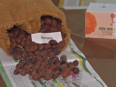 Lekovito i aromatično bilje