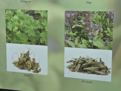 Lekovito i aromatično bilje