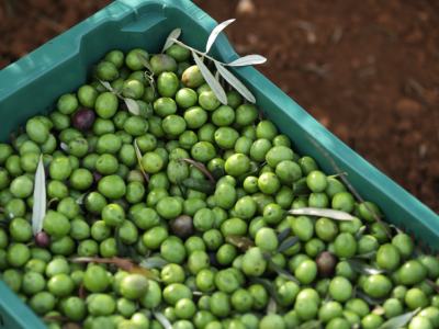 Lena Puhar O'Grady: Posjet Gordona Ramseya otvorio nam je američko tržište Lena Puhar O'Grady: Posjet Gordona Ramseya otvorio nam je američko tržište