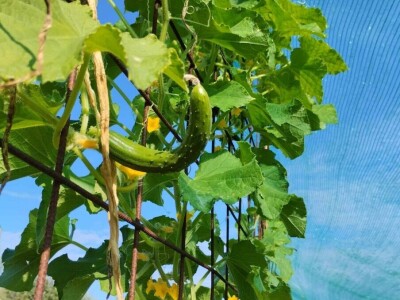 Leonardo Štokić - OPG Le'olive Leonardo Štokić - OPG Le'olive