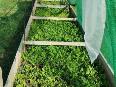 Leonardo Štokić - OPG Le'olive Leonardo Štokić - OPG Le'olive