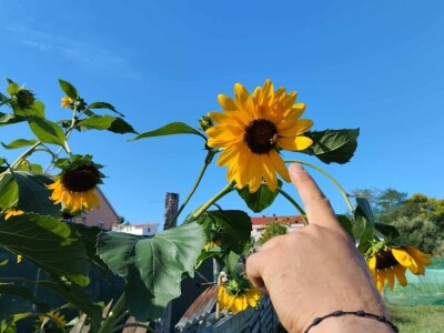 Leonardo Štokić - OPG Le'olive Leonardo Štokić - OPG Le'olive