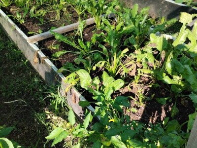 Leonardo Štokić - OPG Le'olive Leonardo Štokić - OPG Le'olive