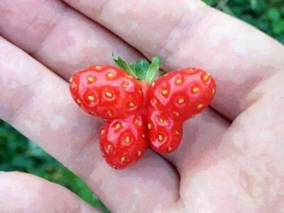 Jagoda koja želi biti leptir