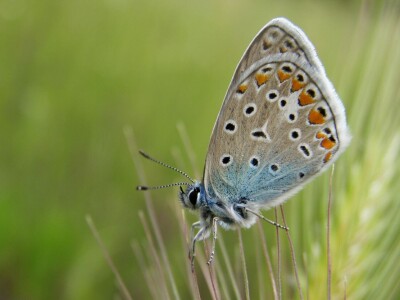 Promatranje ptica Promatranje ptica