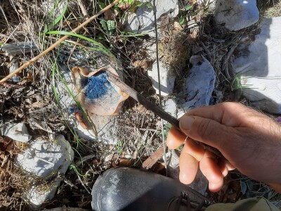 Lešine otrovanih lovačkih pasa u Zabiokovlju