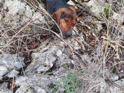 Lešine otrovanih lovačkih pasa u Zabiokovlju