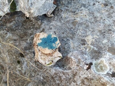 Lešine otrovanih lovačkih pasa u Zabiokovlju