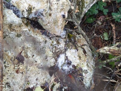 Lešine otrovanih lovačkih pasa u Zabiokovlju