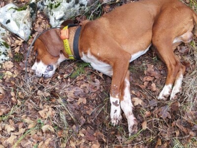 Lešine otrovanih lovačkih pasa u Zabiokovlju