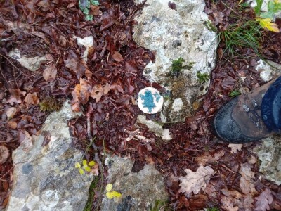 Lešine otrovanih lovačkih pasa u Zabiokovlju