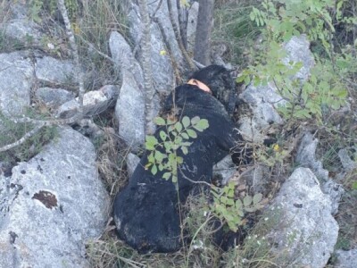 Lešine otrovanih lovačkih pasa u Zabiokovlju