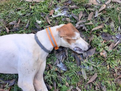 Lešine otrovanih lovačkih pasa u Zabiokovlju