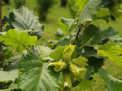 "Šarena ljelja" sa obronaka sela Piskavica, kod Banja Luke "Šarena ljelja" sa obronaka sela Piskavica, kod Banja Luke