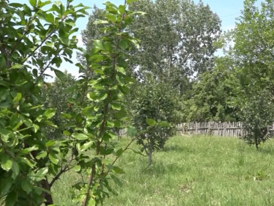 Letnja rezidba Letnja rezidba