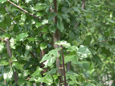 Letnja rezidba Letnja rezidba