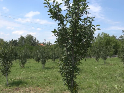 Letnja rezidba Letnja rezidba