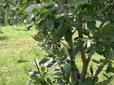 Letnja rezidba Letnja rezidba