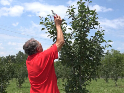 Letnja rezidba Letnja rezidba