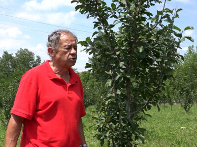 Letnja rezidba Letnja rezidba