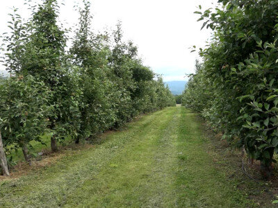 Letnja rezidba Letnja rezidba