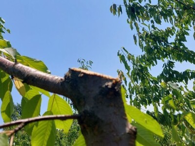 Letnja rezidba trešanja