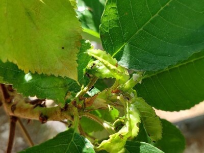 Letnja rezidba trešanja