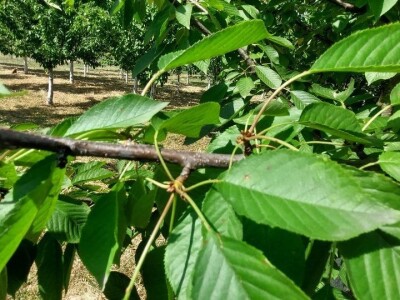 Letnja rezidba trešanja