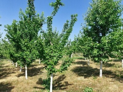 Letnja rezidba trešanja