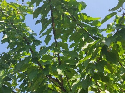 Letnja rezidba trešanja