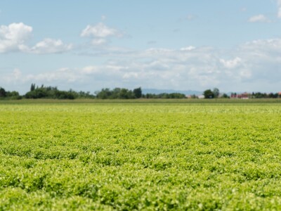 Bejo Zaden sorte salata