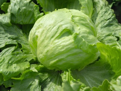 Bejo Zaden sorte salata