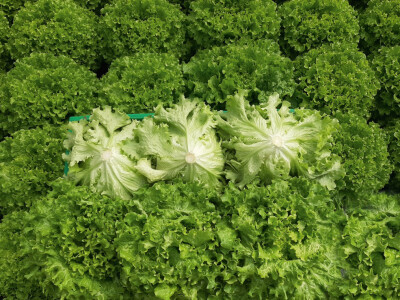 Bejo sorte salate Bejo sorte salate