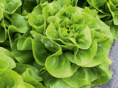 Bejo sorte salate Bejo sorte salate