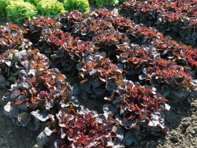 Bejo sorte salate Bejo sorte salate