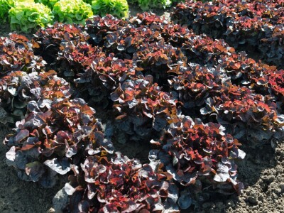 Bejo Zaden sorte salata