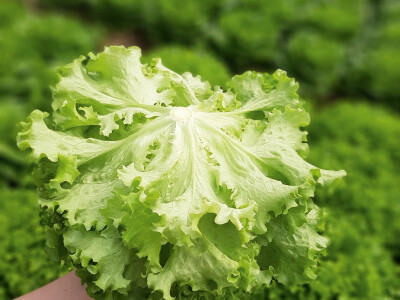 Bejo sorte salate Bejo sorte salate