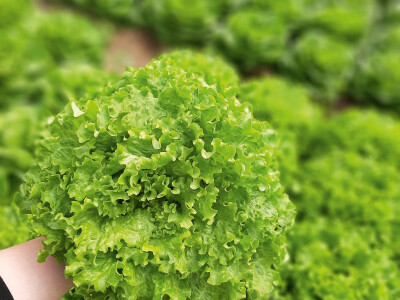 Bejo sorte salate Bejo sorte salate