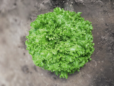 Bejo sorte salate Bejo sorte salate