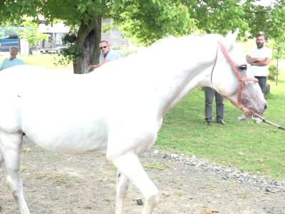 Licitacija na ergeli "Vučijak"