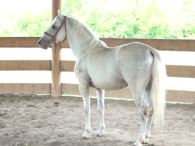 Licitacija na ergeli "Vučijak"