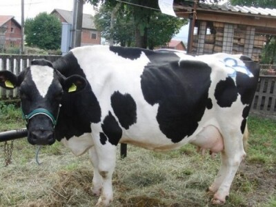 Lička krava šampionka