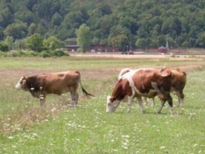 Ličke krave na ispaši