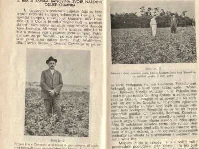 Lički krumpir
